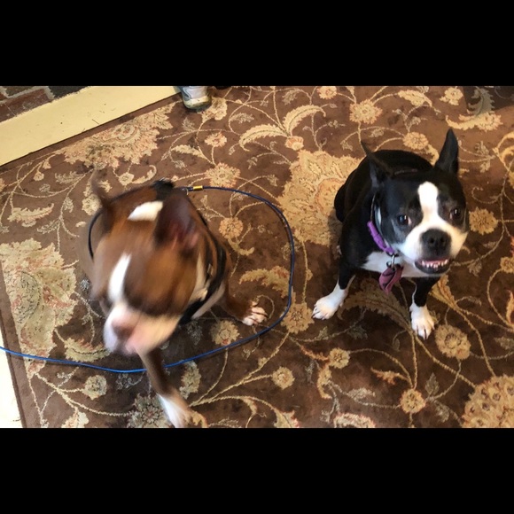 Hooty & Capt Nemo; rescued friends extraordinaire! - Picture 6 of 14